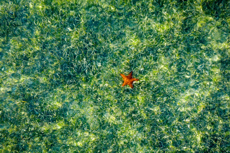 Florida and U.S. wildlife and nature photography | Matthew Hoyos