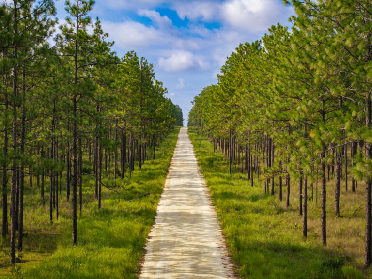 Florida and U.S. wildlife and nature photography | Matthew Hoyos