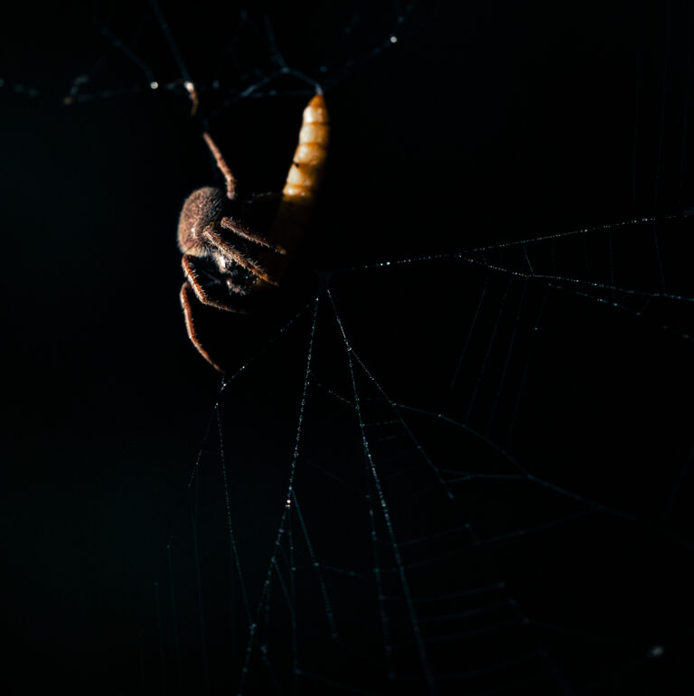 Florida and U.S. wildlife and nature photography | Matthew Hoyos