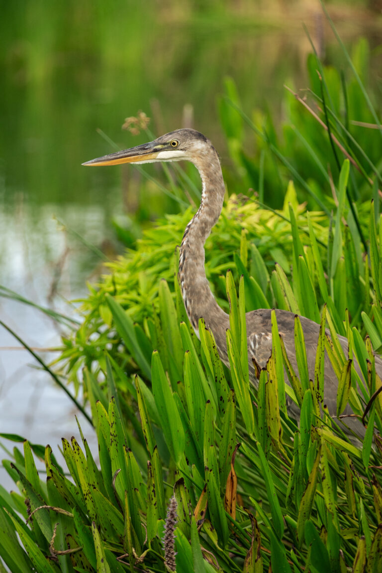 Florida and U.S. wildlife and nature photography | Matthew Hoyos