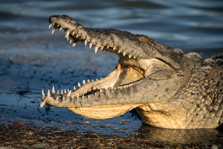 Florida and U.S. wildlife and nature photography | Matthew Hoyos