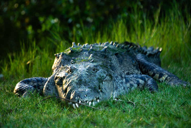 Florida and U.S. wildlife and nature photography | Matthew Hoyos