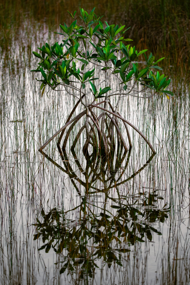 Florida and U.S. wildlife and nature photography | Matthew Hoyos