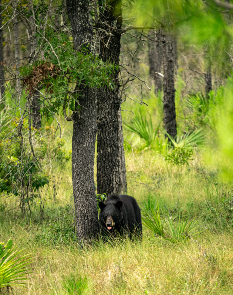 Florida and U.S. wildlife and nature photography | Matthew Hoyos