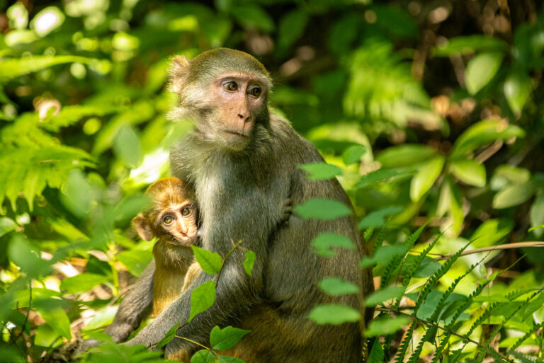 Florida and U.S. wildlife and nature photography | Matthew Hoyos