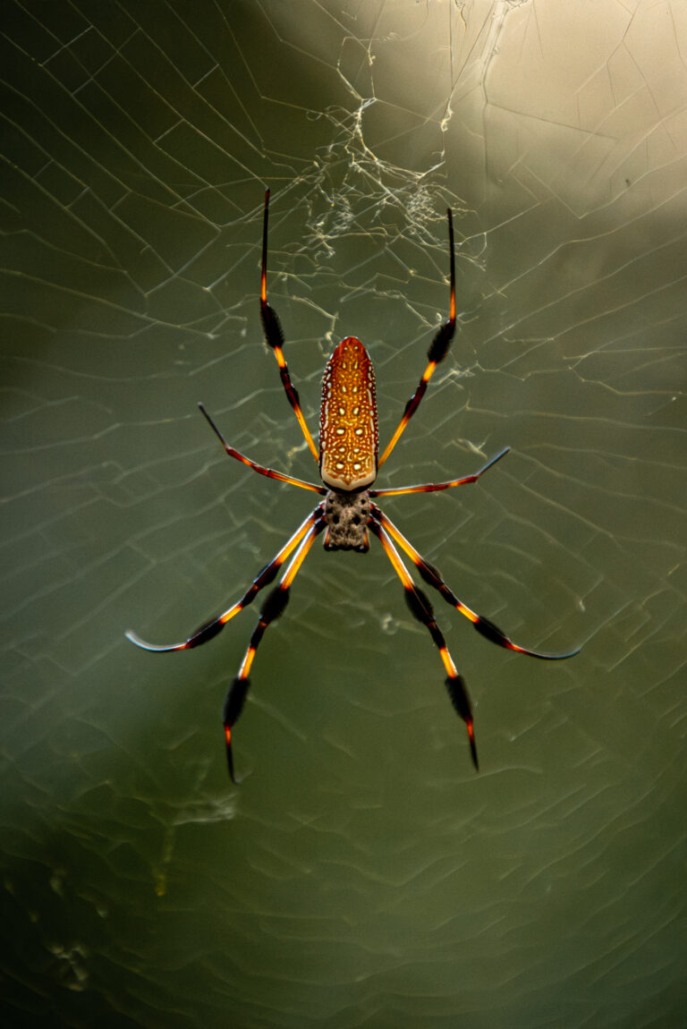 Florida and U.S. wildlife and nature photography | Matthew Hoyos