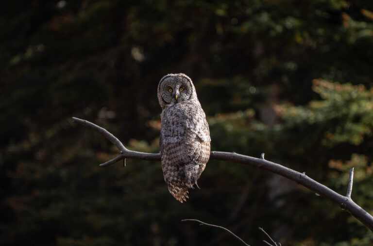 Florida and U.S. wildlife and nature photography | Matthew Hoyos