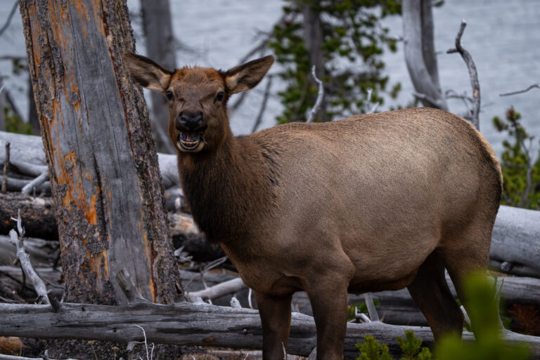 Florida and U.S. wildlife and nature photography | Matthew Hoyos