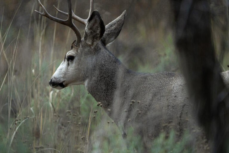 Florida and U.S. wildlife and nature photography | Matthew Hoyos