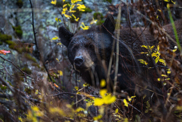 Florida and U.S. wildlife and nature photography | Matthew Hoyos