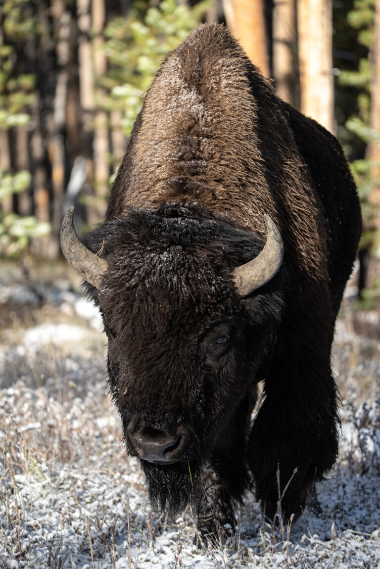 Florida and U.S. wildlife and nature photography | Matthew Hoyos