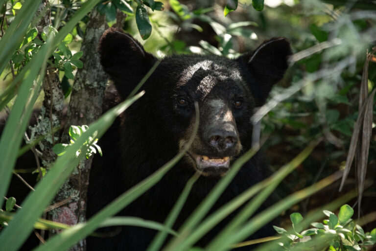 Florida and U.S. wildlife and nature photography | Matthew Hoyos