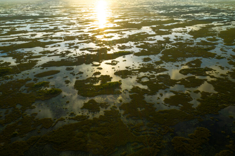 Florida and U.S. wildlife and nature photography | Matthew Hoyos