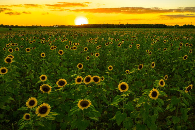 Florida and U.S. wildlife and nature photography | Matthew Hoyos