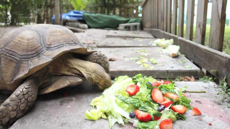 Time Lapse of Tortoise Eating, 2012